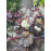 Britt Marie Crawford ligularia dentata jazyčník kontajner C3L / 25-30cm