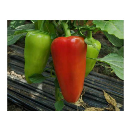 Marinela paprika extra skorá veľmi odolná 100 semien