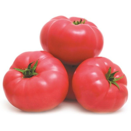 Mei Shuai F1 rajciak paradajka velmi skora 100 semien