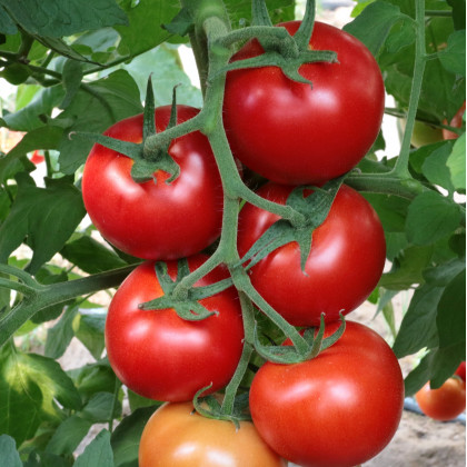 Moly F1 kolíková paradajka rezistentná 100 semien