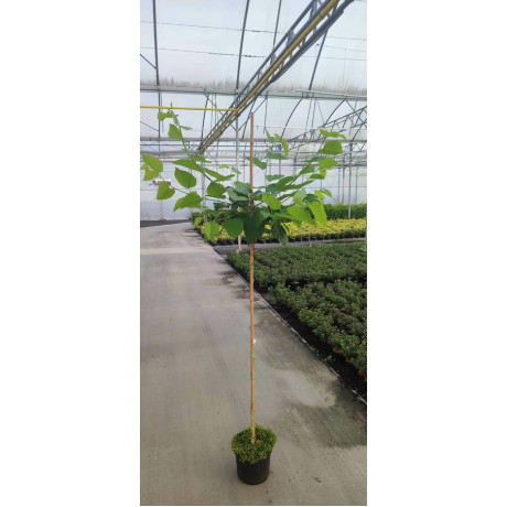 Moruša Illinois Everbearing kmienik 150cm kontajner C5L