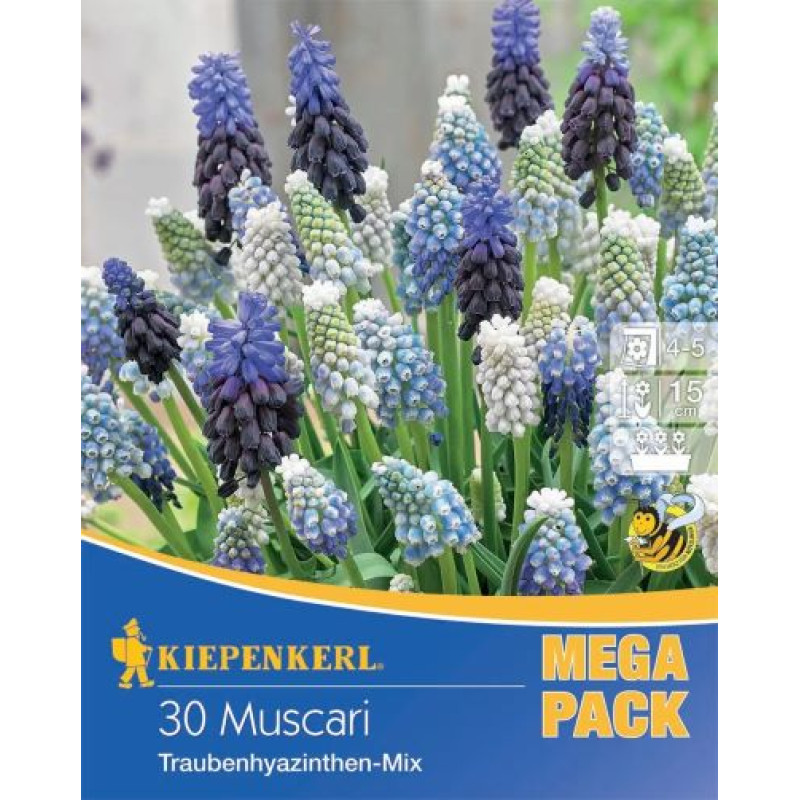 Muscari modrenec zmes farieb 30ks 