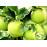 Mutsu jabloň zimná podpník MM106 prostokorenná