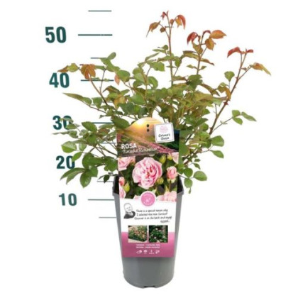 Natasha Richardson ruža kríková očarujúca voňa kontajner C5L / 40-50cm