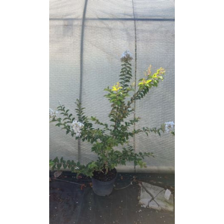 Natchez lagerstroemia indica biela ker myrta krepová kontajner C6L / 80-120cm rozvetvené