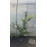 Natchez lagerstroemia indica biela ker myrta krepová kontajner C6L / 80-120cm rozvetvené