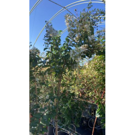 Natchez lagerstroemia indica biela myrta krepová kontajner C7,5L / kmienik 100cm