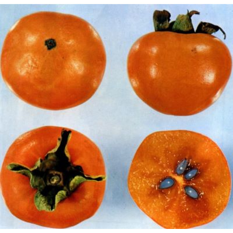 O´Gosho Giant Fuyu hurmikaki mrazuodolnejšie štepené kontajner C5L 100-150cm