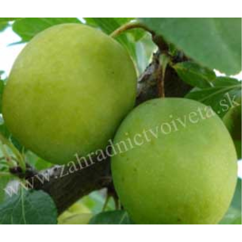 Ontario ringlota skorá samoopelivá prostokorenná podpník Myrobalán