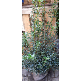 Osmanthus Brukwoodii Osmant vôňokvetka ker v bale ..