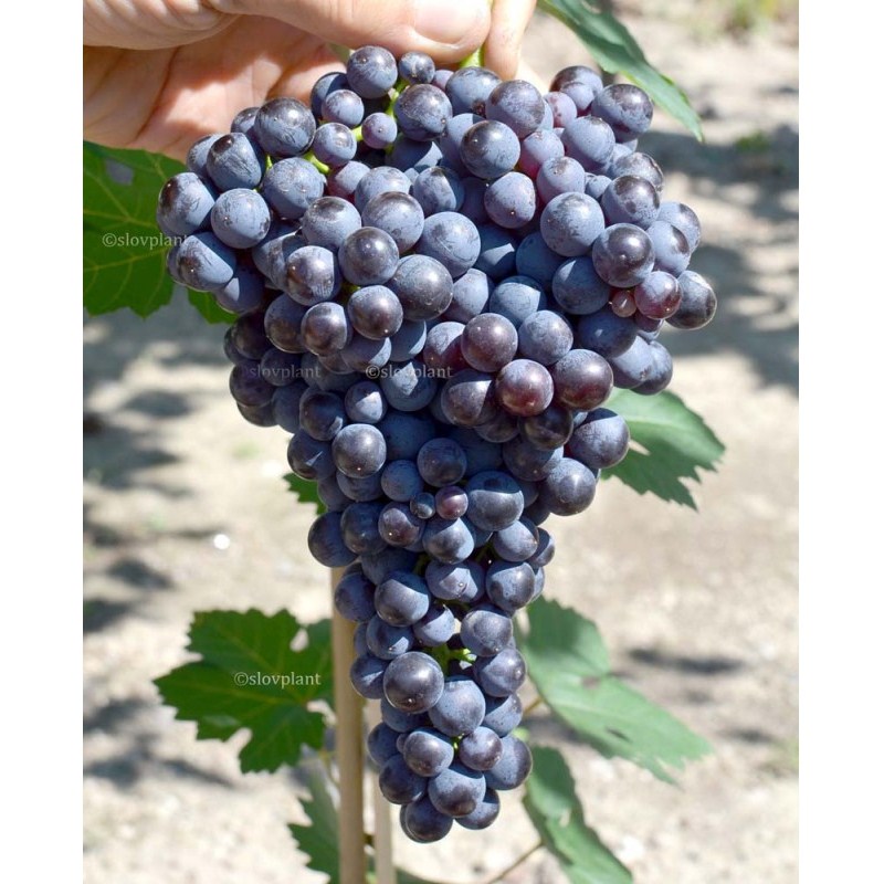 Pamjati Dombovskoj univerzálny vinič rezistentný bezsemenný prostokorenný