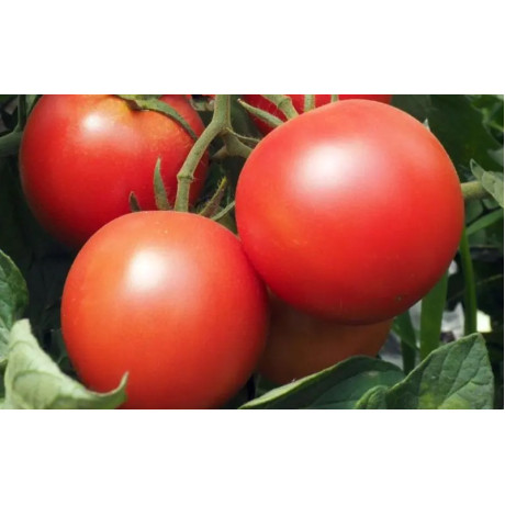 Paoline F1 rezistentná paradajka rajčiak mimoriadna chuť 250 semien