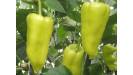 paprika klasická štipľavá semená paprika klasická štipľavá semená