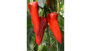 kápia paprika semená predaj kápia paprika semená predaj