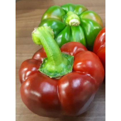 Rod F1 paprika paradajková extra veľké plody 250 semien