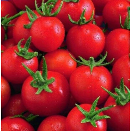 Philovita F1 cherry kolíkova paradajka rezistentná 100 semien