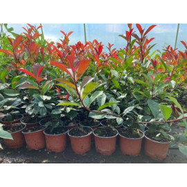 Magical Volcano Photinia fraseri červienka ker kon..