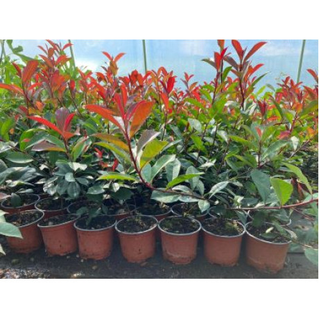 Magical Volcano Photinia fraseri červienka ker kontajner P12cm