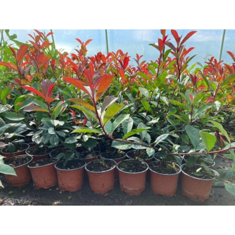 Magical Volcano Photinia fraseri červienka ker kontajner C3L / 30-40cm