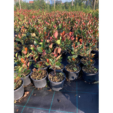 Little Red Robin Photinia Fraseri Červienka ker kontajner C2L