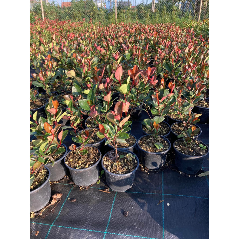 Little Red Robin Photinia Fraseri Červienka ker kontajner C2L