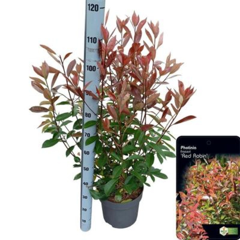 Red Robin Photinia červienka ker 100-120cm kontajner C10L