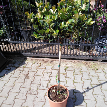 Little Red Robin Photinia polokmeň/C15L/obvod guľe 40-50cm