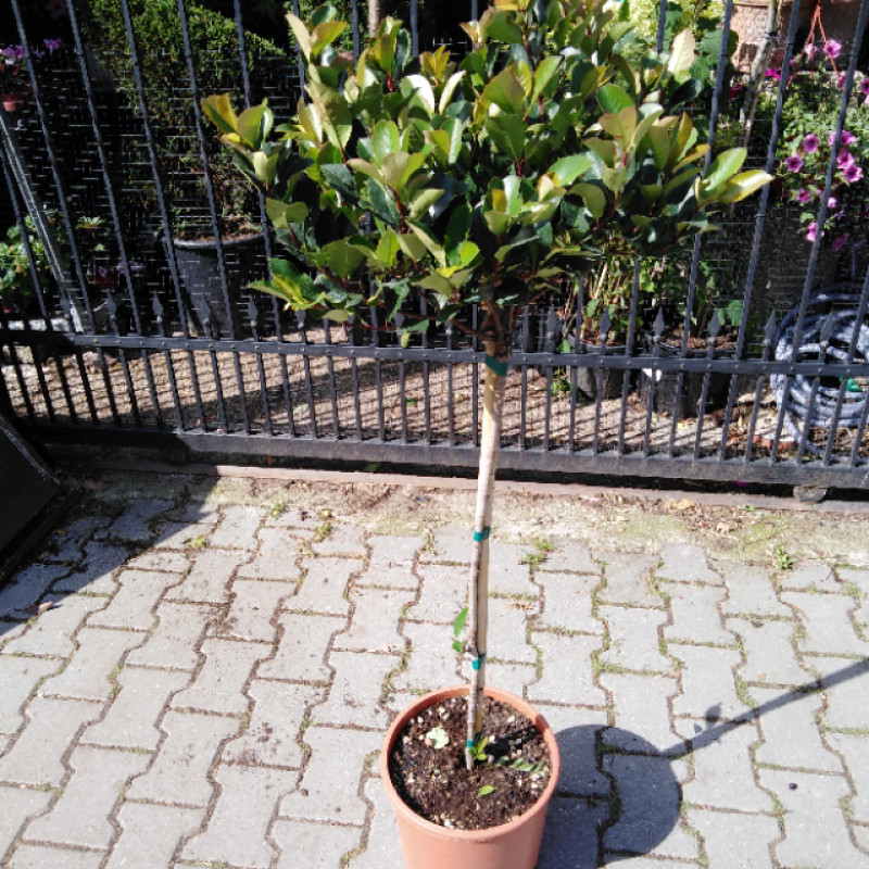Little Red Robin Photinia polokmeň / C10L