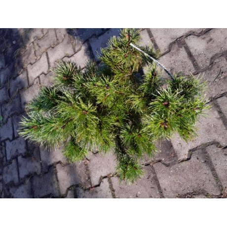 Pinus mugo Mughus borovica kosodrevina v bale / 25-30 cm