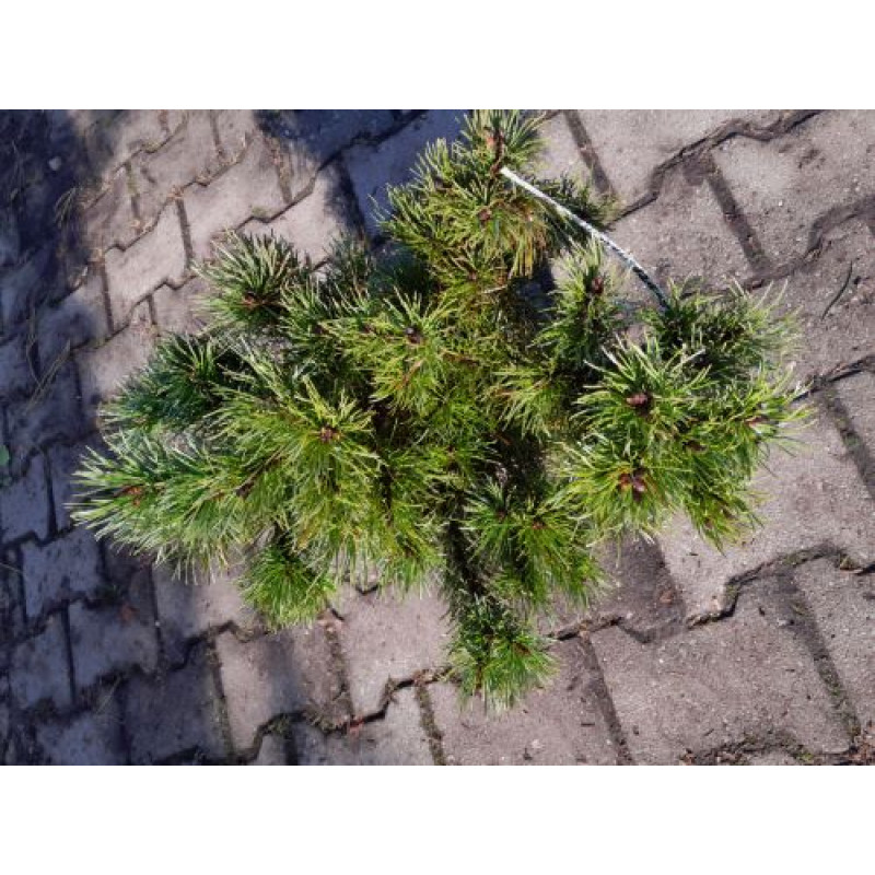 Pinus mugo Mughus borovica kosodrevina v bale / 25-30 cm