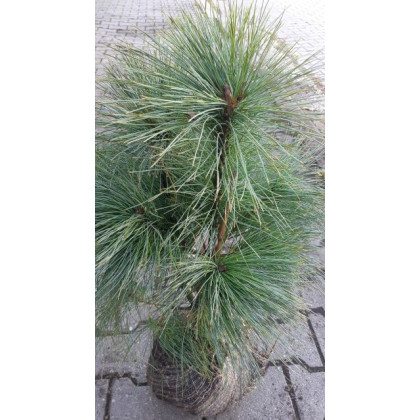 Pinus wallichiana borovica himalájska v bale / 40-60cm