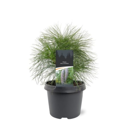 Pinus wallichiana borovica himalájska kontajner C3L / 30-40cm