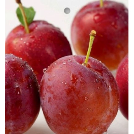 Plumcot slivka kríženec s marhuľou prostokorenná podpník St. Julien