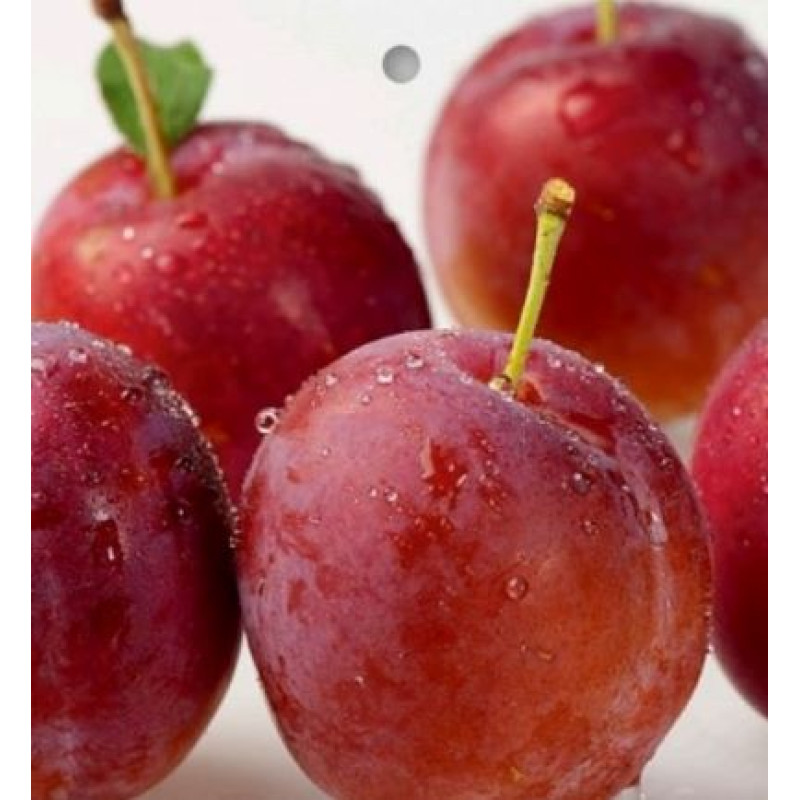 Plumcot slivka kríženec s marhuľou prostokorenná podpník St. Julien