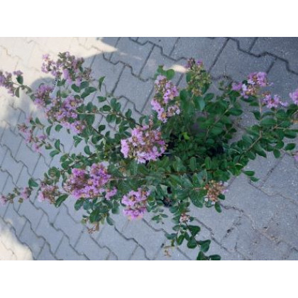 Powhatan lagerstroemia indica fialová ker myrta krepová kontajner C2L / 20-35cm rozvetvené