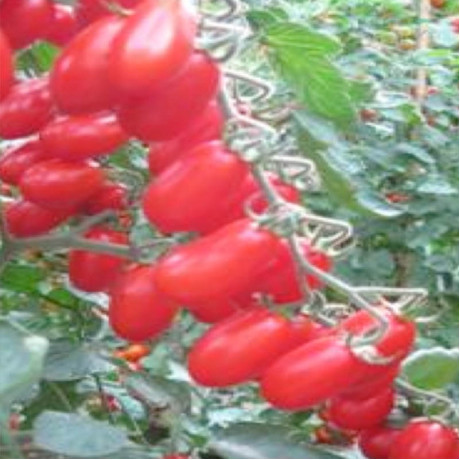 Zuccherino F1 špičková paradajka podlhovastá cherry sladká 100 semien
