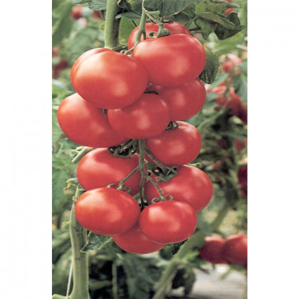 Jadelo F1 špičková paradajka veľmi skorá 250 semien