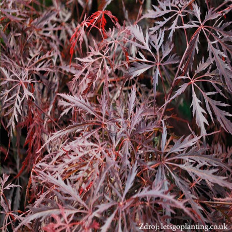 Garnet acer palmatum javor dlaňovitolistý C3L/ 30-40