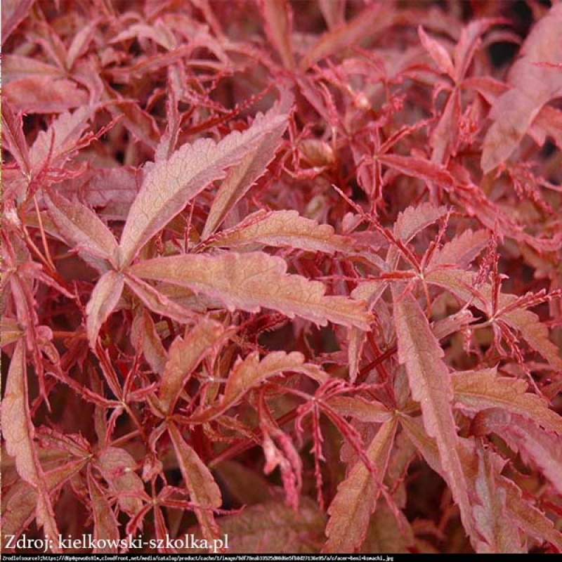 Beni-maiko acer palmatum javor dlaňovitolistý C5L/ 40-50