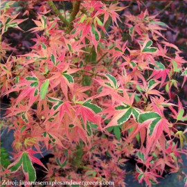 Beni-shichi-henge acer palmatum javor dlaňovitolis..