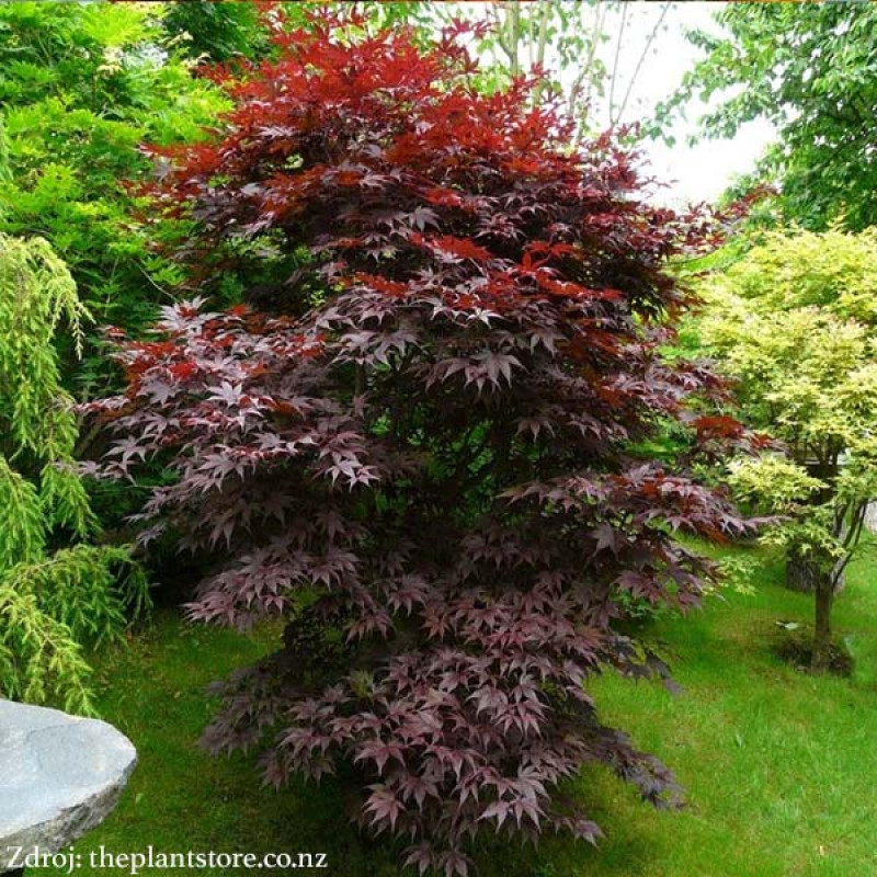 Bloodgood acer palmatum javor dlaňovitolistý C3L/ 50-60