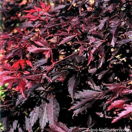 Burgundy Lace acer palmatum javor dlaňovitolistý C..