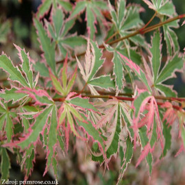 Butterfly acer palmatum javor dlaňovitolistý C3L/ ..