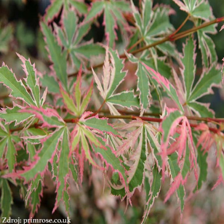 Butterfly acer palmatum javor dlaňovitolistý C3L/ 40-60