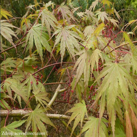 Chitoseyama acer palmatum javor dlaňovitolistý C3L..