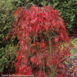 Crimson Queen acer palmatum javor dlaňovitolistý C..