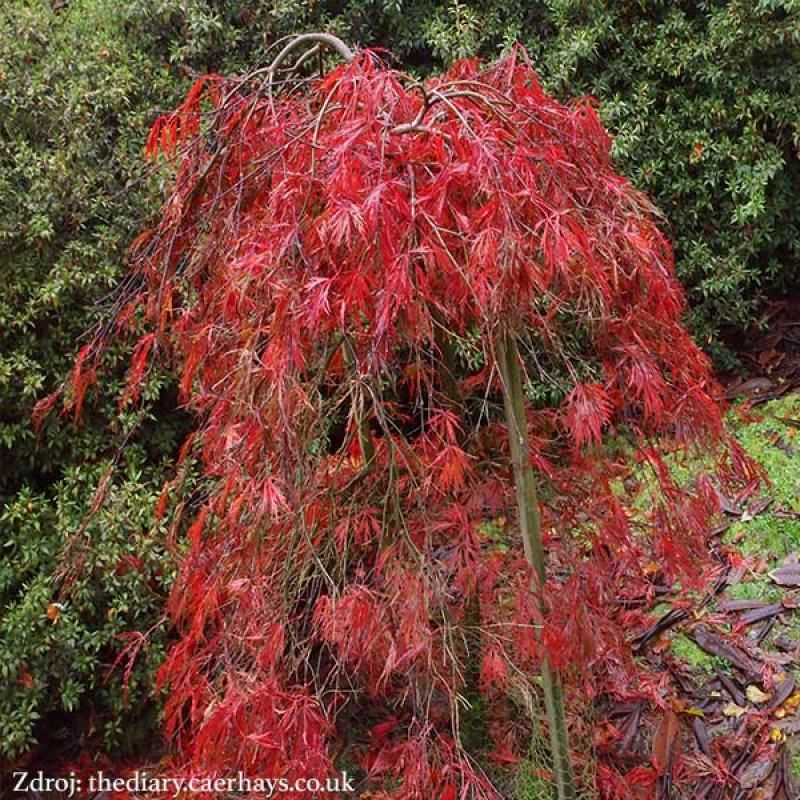 Crimson Queen acer palmatum javor dlaňovitolistý C3L/ 30-40