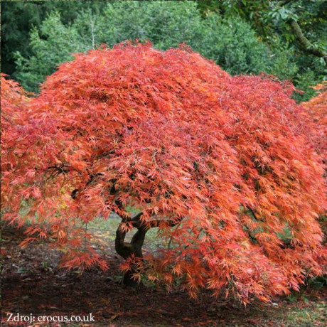 Dissectum acer palmatum javor dlaňovitolistý C3L/ 30-40