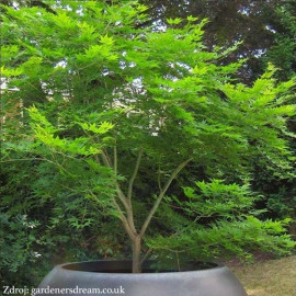 Emerald Lace acer palmatum javor dlaňovitolistý C3..