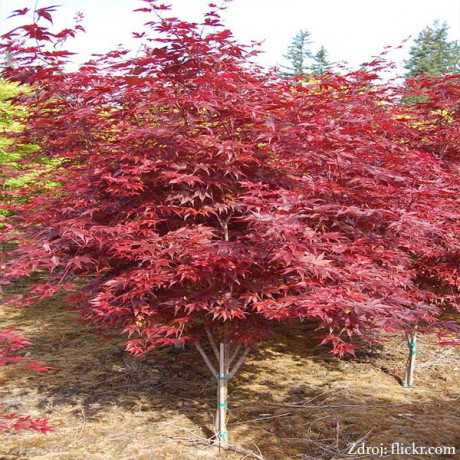 Fireglow acer palmatum javor dlaňovitolistý C7,5L/ 40-50cm